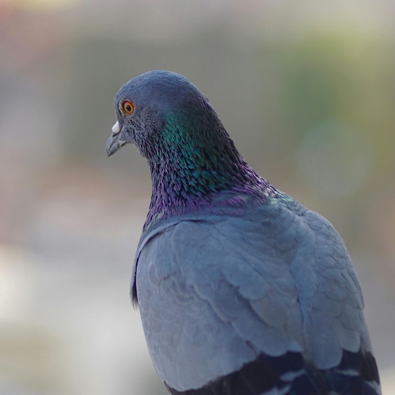 Comment éviter d'être envahi de pigeons ?