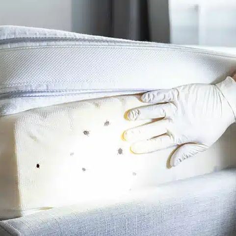 C-clean 3D, spécialiste en punaise de lit en dans le Morbihan