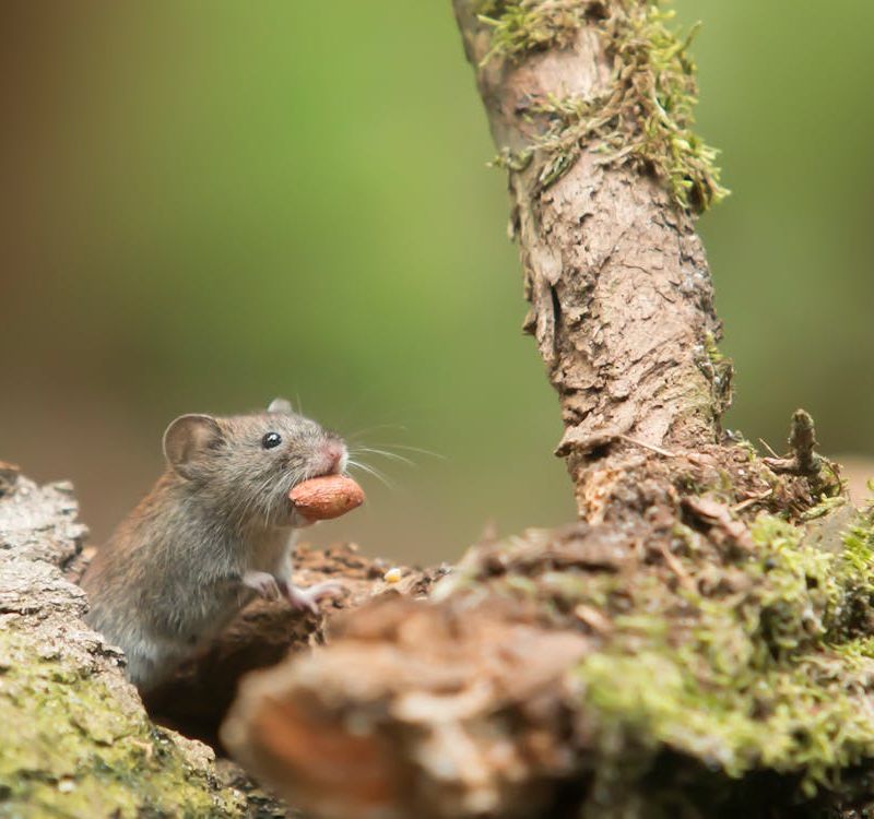 C-clean 3D le dératiseur qui vous débarrasse des souris dans tout le sud Bretagne