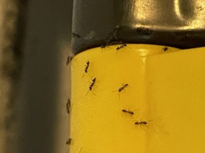 intervention a Lorient sur la fourmis charpentière