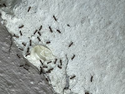 Traitement fourmis et extermination par gel