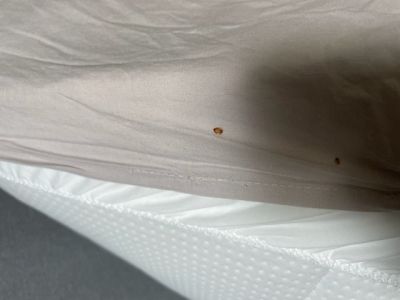 Intervention contre les Punaises de Lit à Vannes par nos désinsectiseurs .