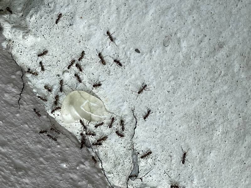 Traitement fourmis et extermination par gel